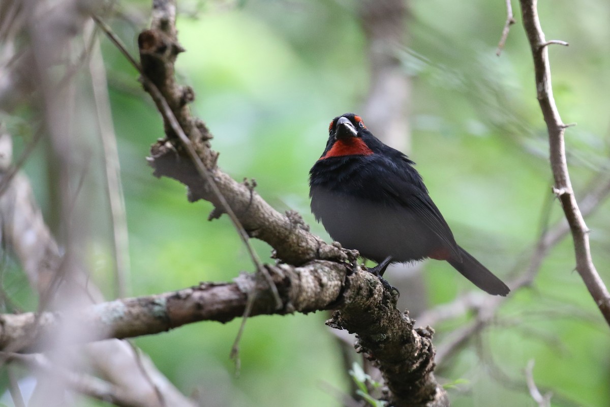 クロアカウソ - ML647445717