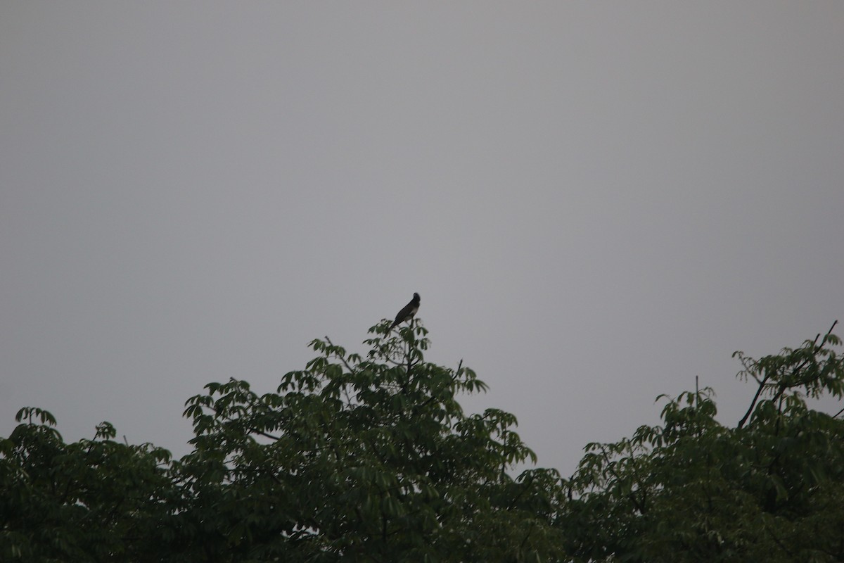 Brown Jay - ML647445724