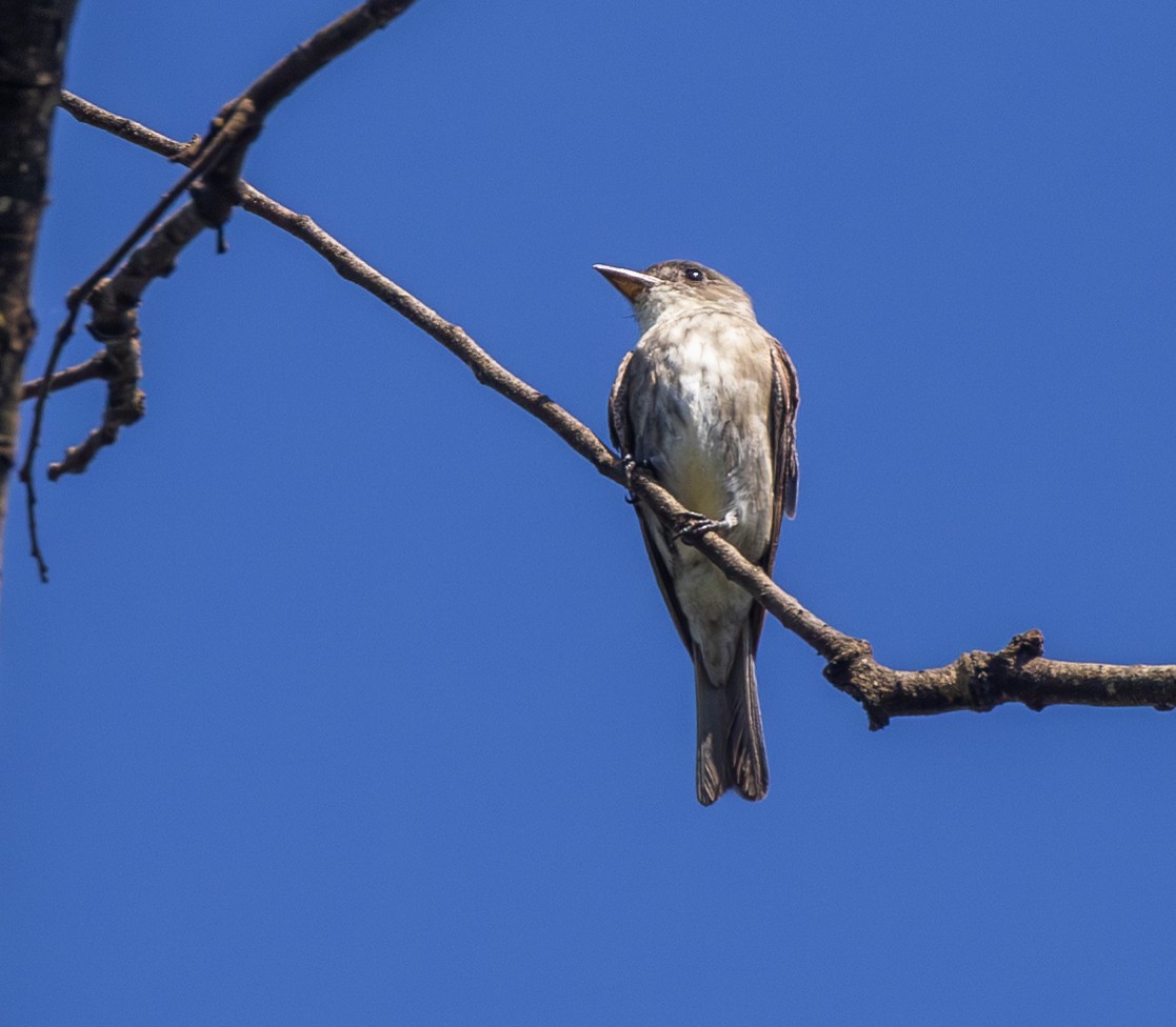 tyranovec severský - ML647445726