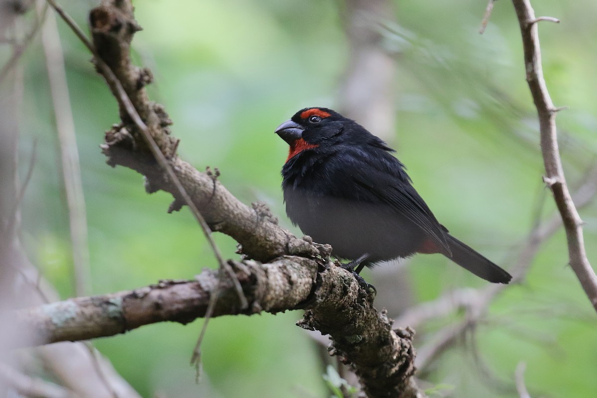 クロアカウソ - ML647445735