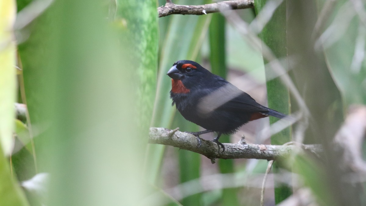 クロアカウソ - ML647445739