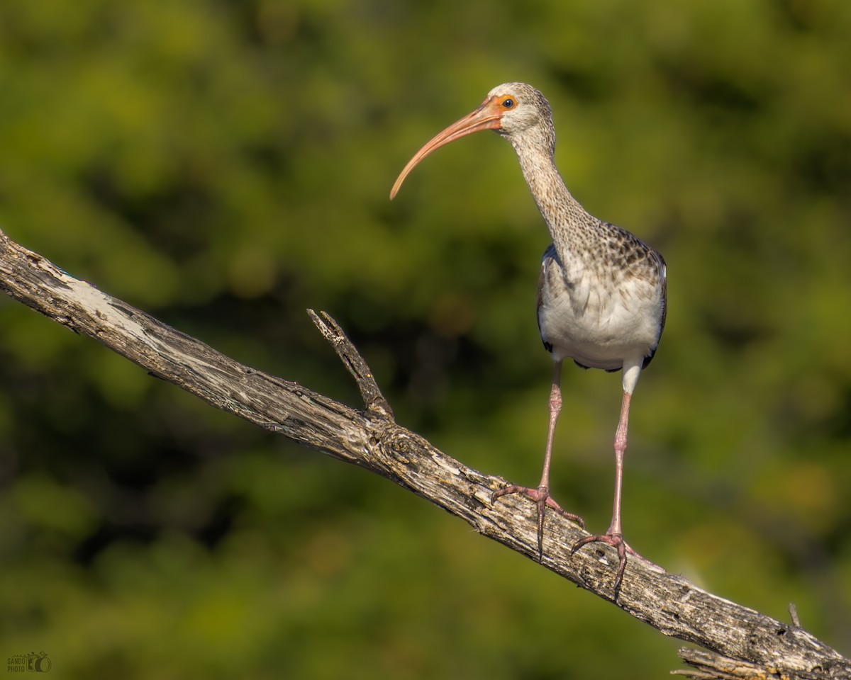 White Ibis - ML647445769