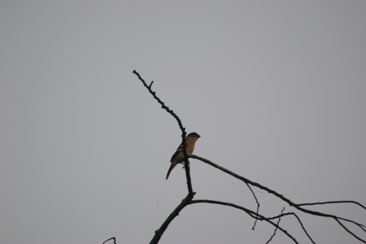 Morelet's Seedeater - ML647445773