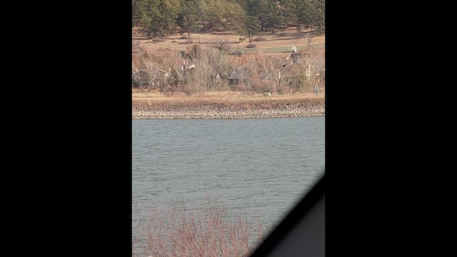 Орлан білоголовий - ML647445785