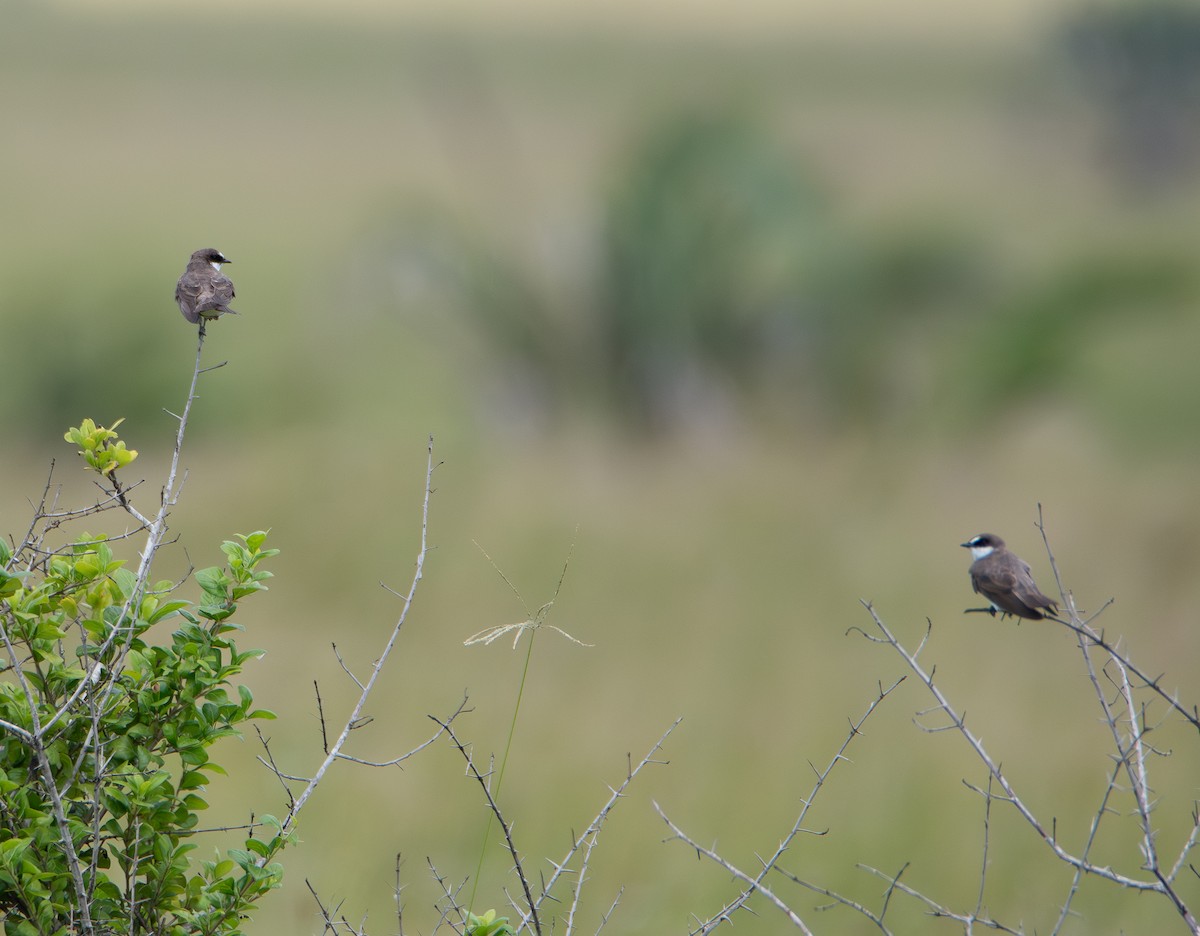 Banded Martin - ML647445794