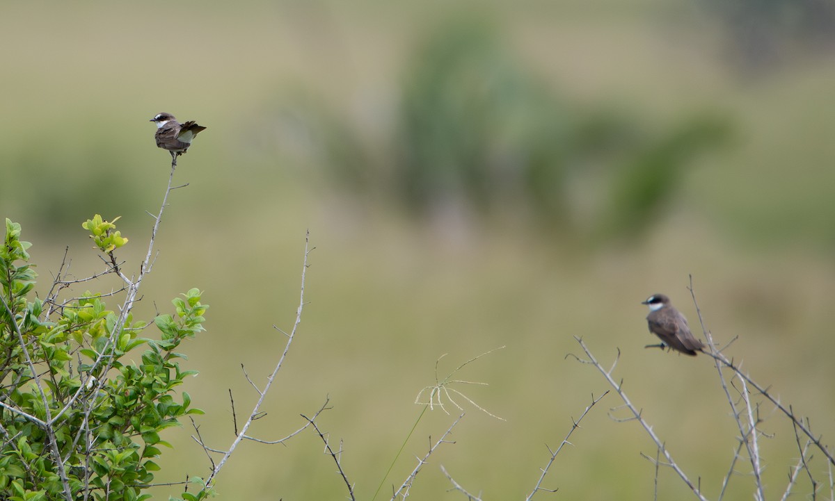 Banded Martin - ML647445798