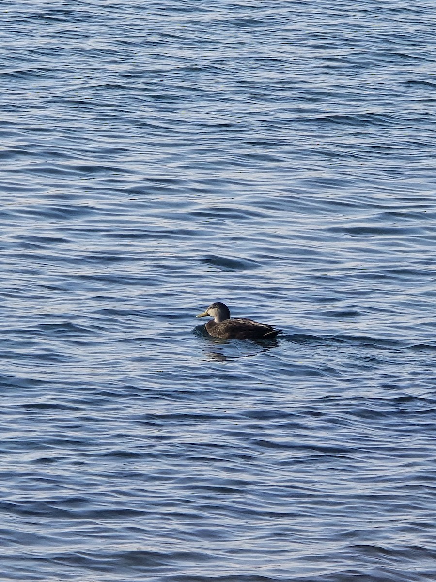 American Black Duck - ML647445800
