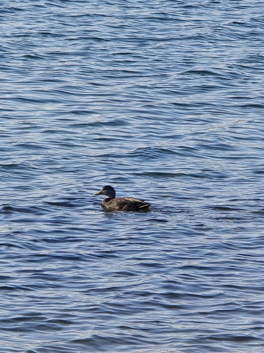 American Black Duck - ML647445801