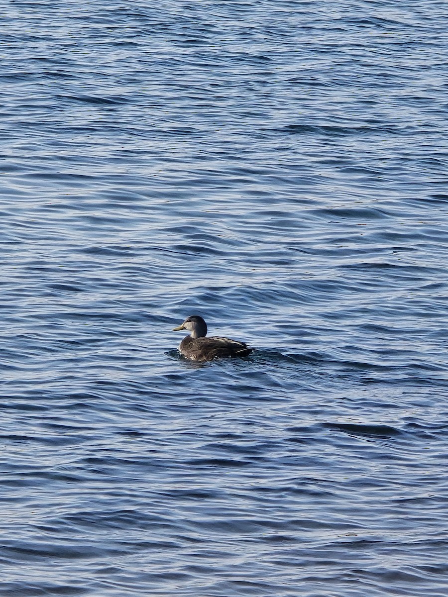 American Black Duck - ML647445802