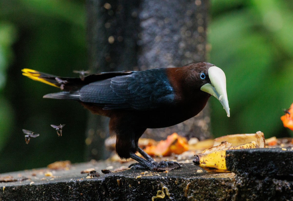 Chestnut-headed Oropendola - ML647445808