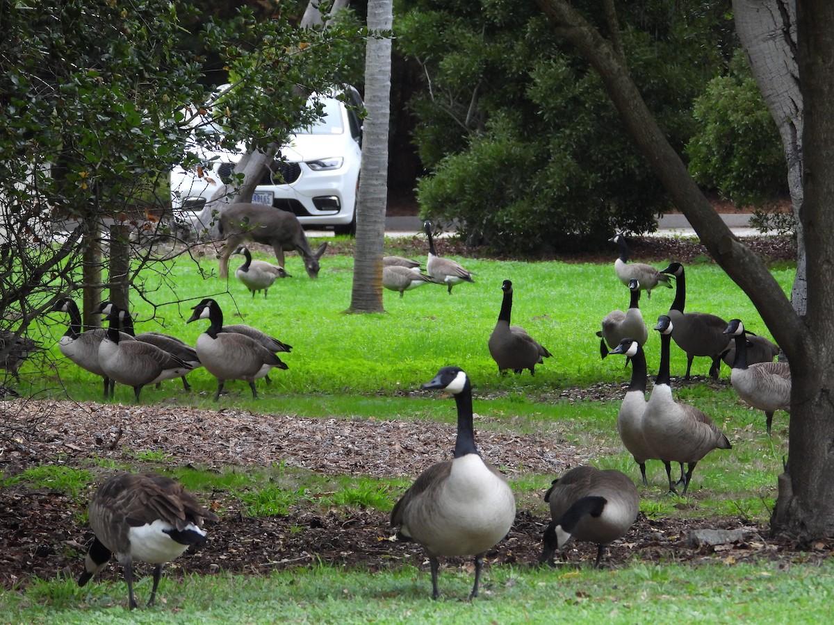 ברנטה קנדית - ML647445809