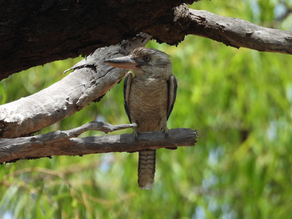 Blue-winged Kookaburra - ML647445826