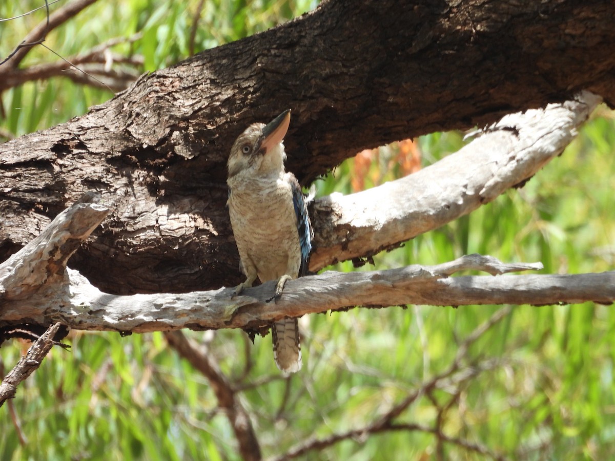 Blue-winged Kookaburra - ML647445827
