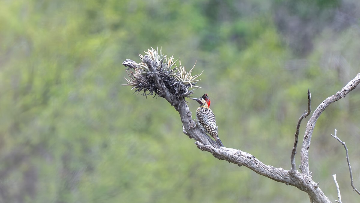 Декол плямистоволий - ML647445830