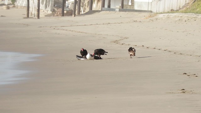 Катарта червоноголова - ML647445831