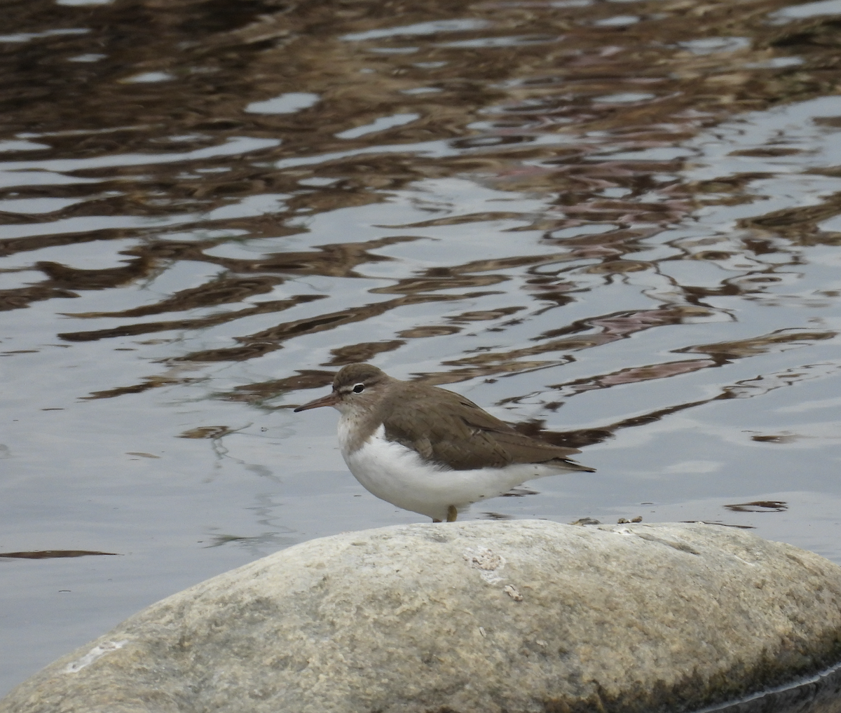 Benekli Düdükçün - ML647445832