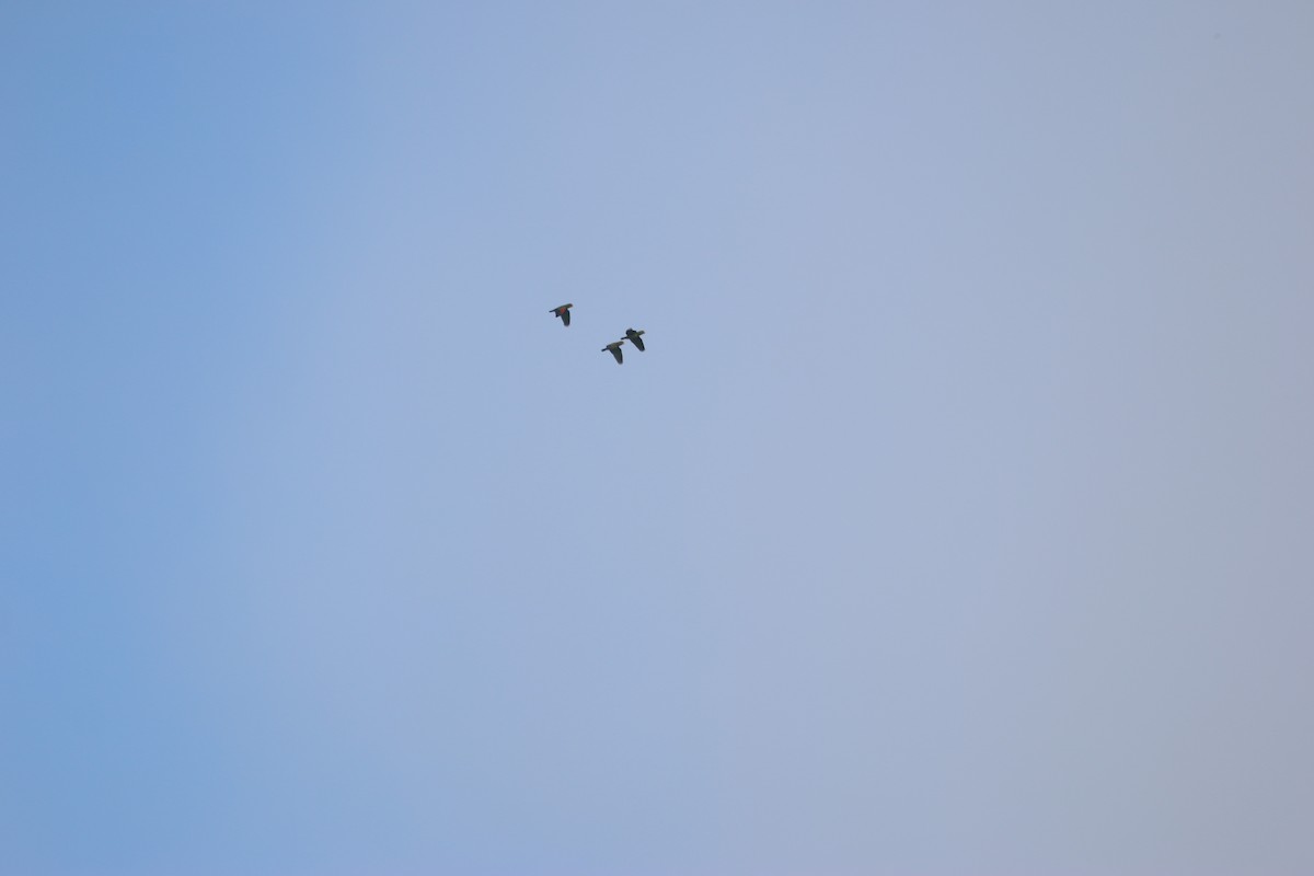 White-fronted Amazon - ML647445834