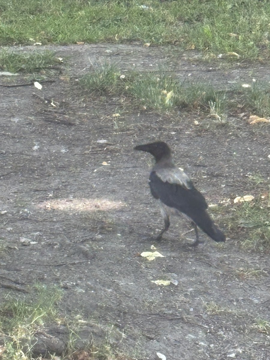 Hooded Crow - ML647445835