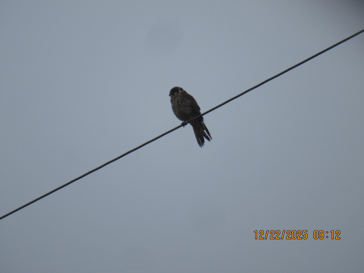 American Kestrel - ML647445855