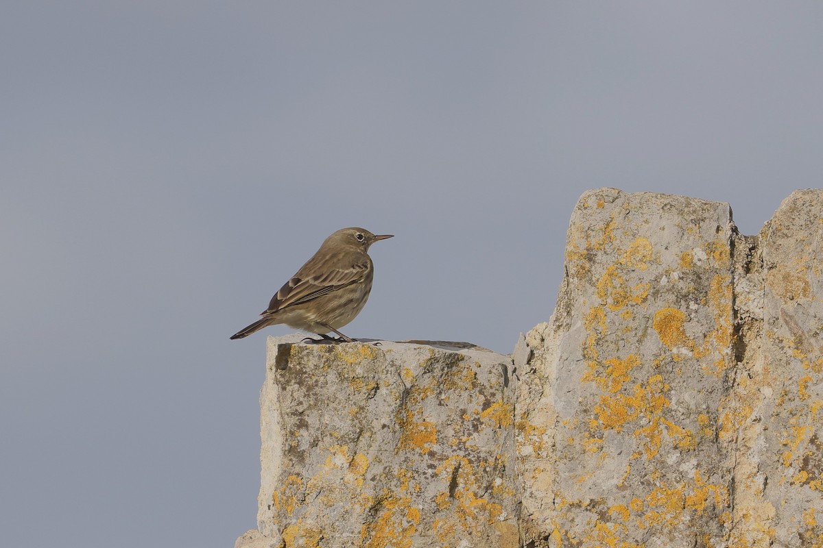 Rock Pipit - ML647445860