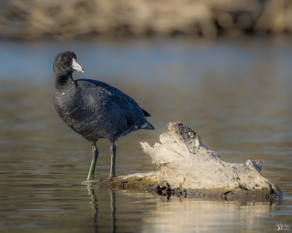 American Coot - ML647445864