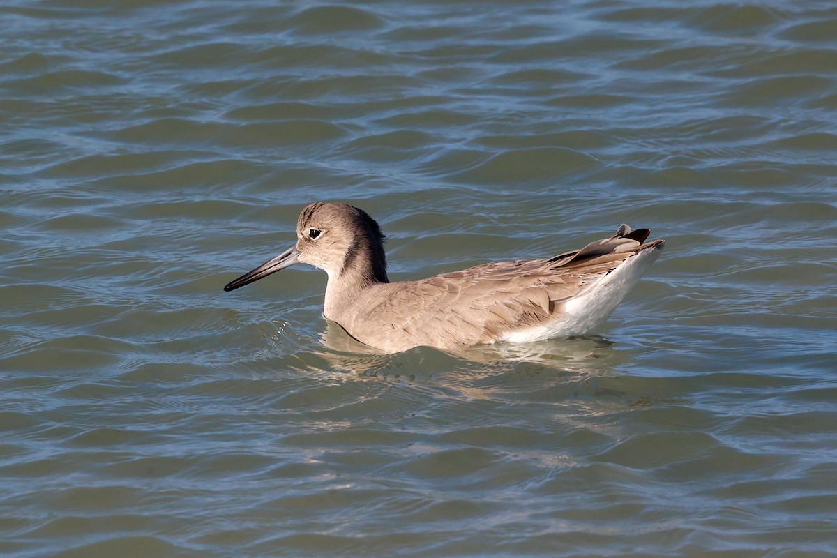 Willet - ML647445865