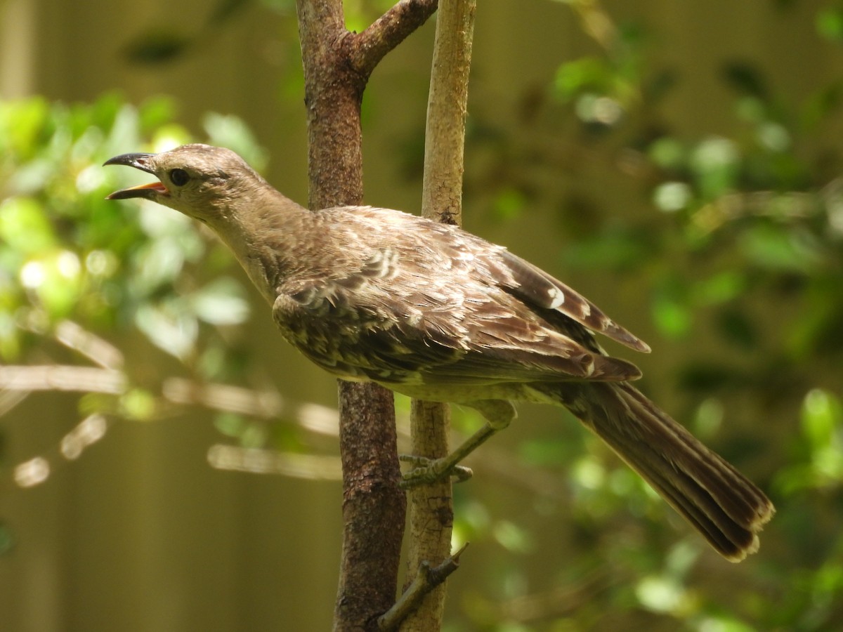 Great Bowerbird - ML647445866