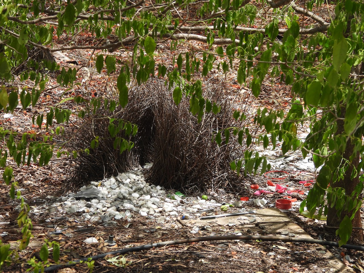 Great Bowerbird - ML647445867