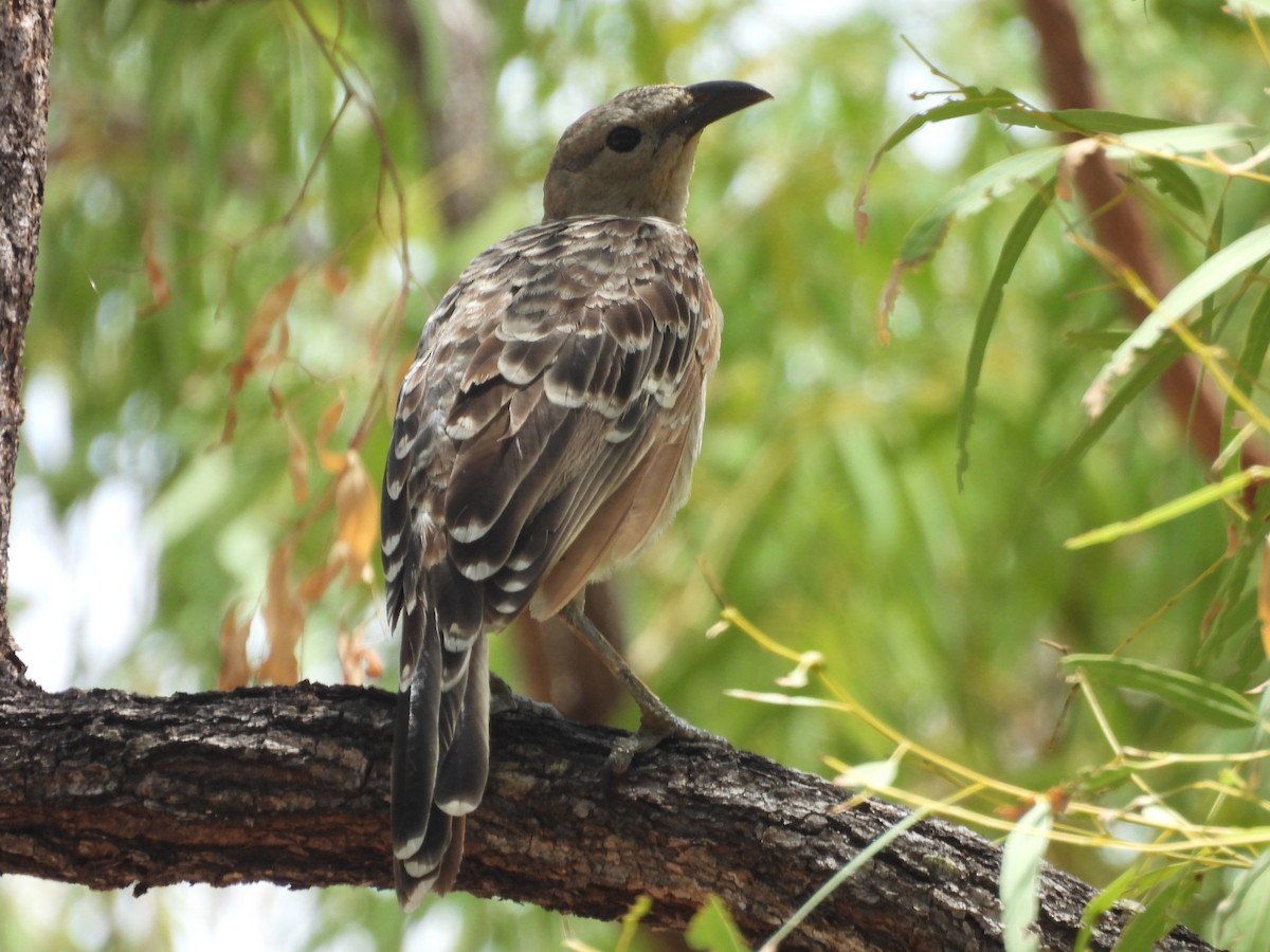 Great Bowerbird - ML647445868