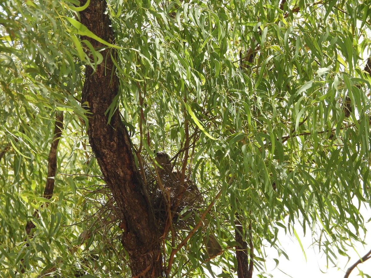 Great Bowerbird - ML647445869