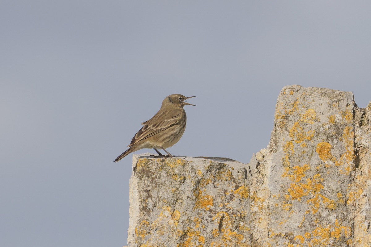 Rock Pipit - ML647445870