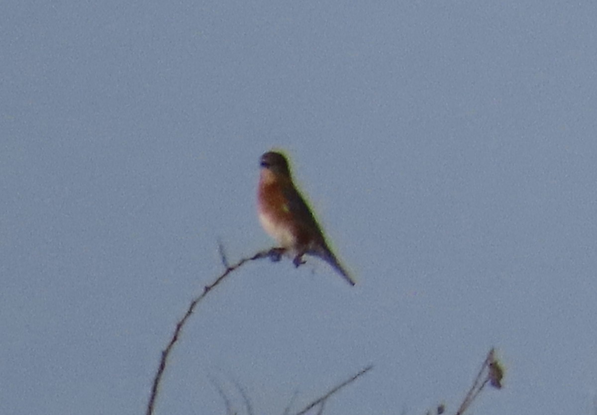 Eastern Bluebird - ML647445871