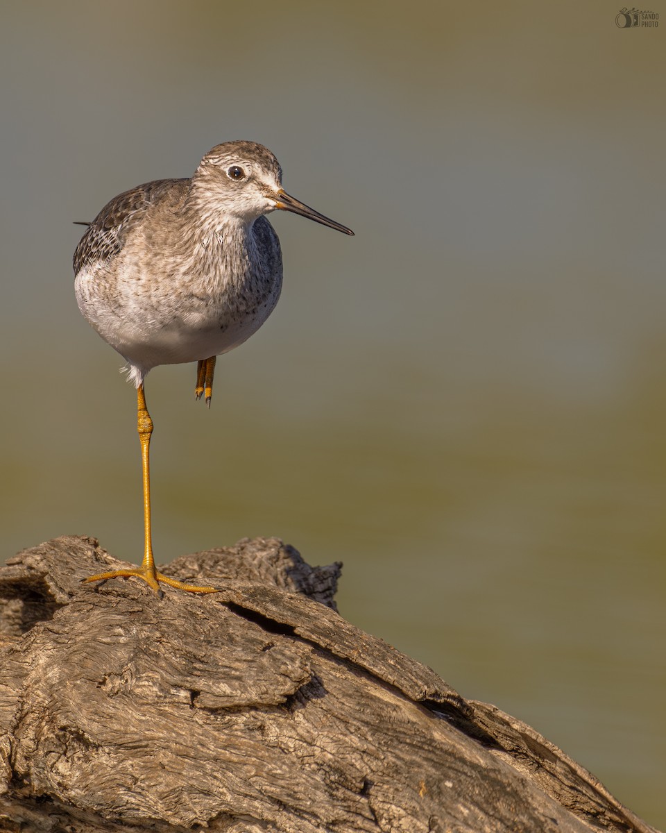 Lesser Yellowlegs - ML647445872