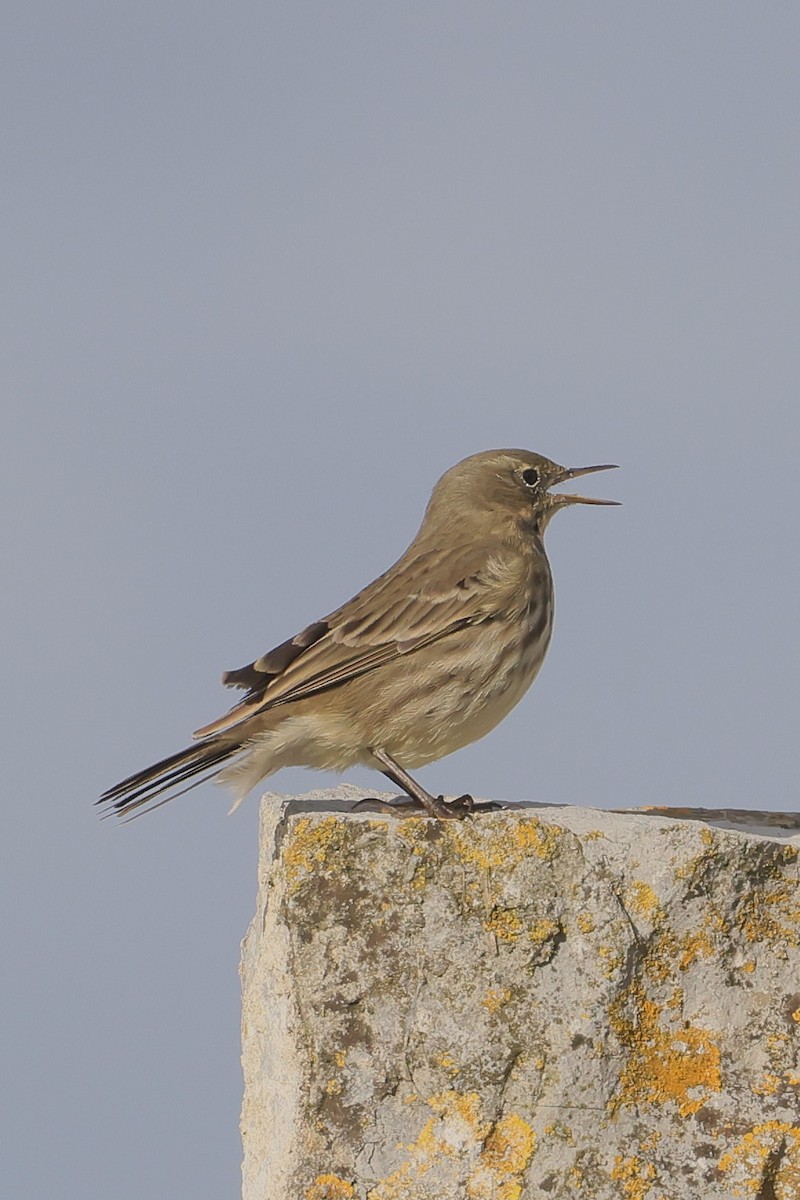 Rock Pipit - ML647445877