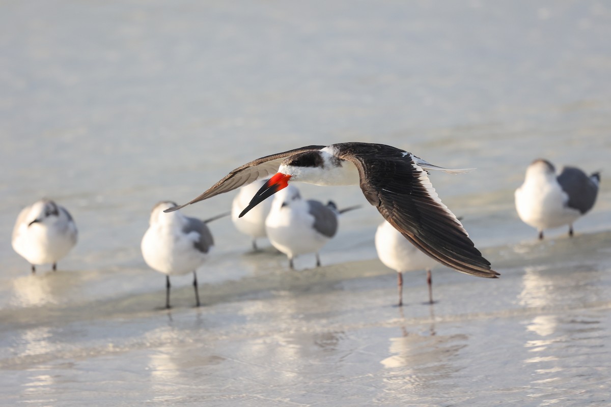Black Skimmer - ML647445879