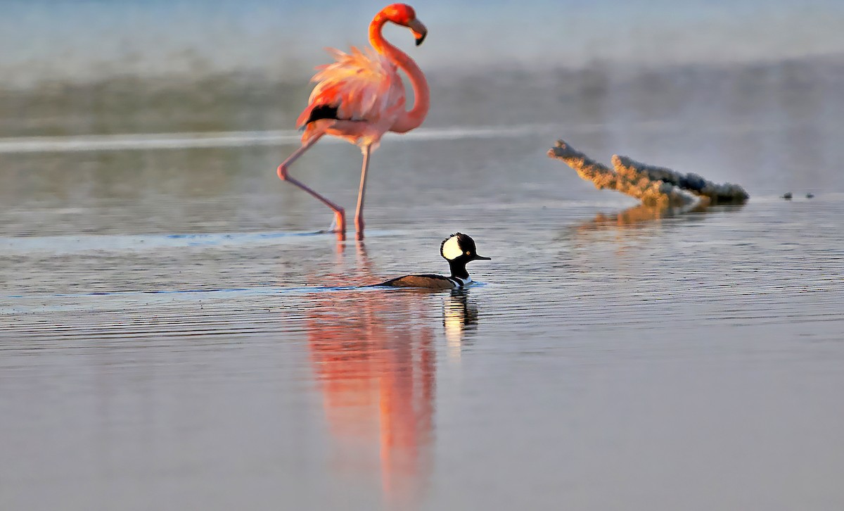 Hooded Merganser - ML647445880