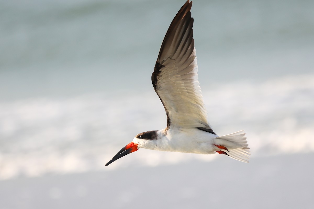 Black Skimmer - ML647445881