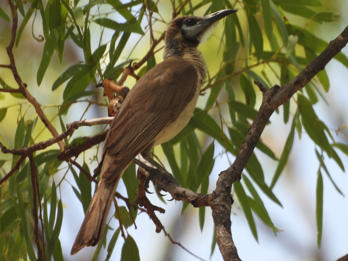 Little Friarbird - ML647445882