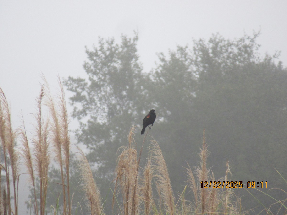 Red-winged Blackbird - ML647445884