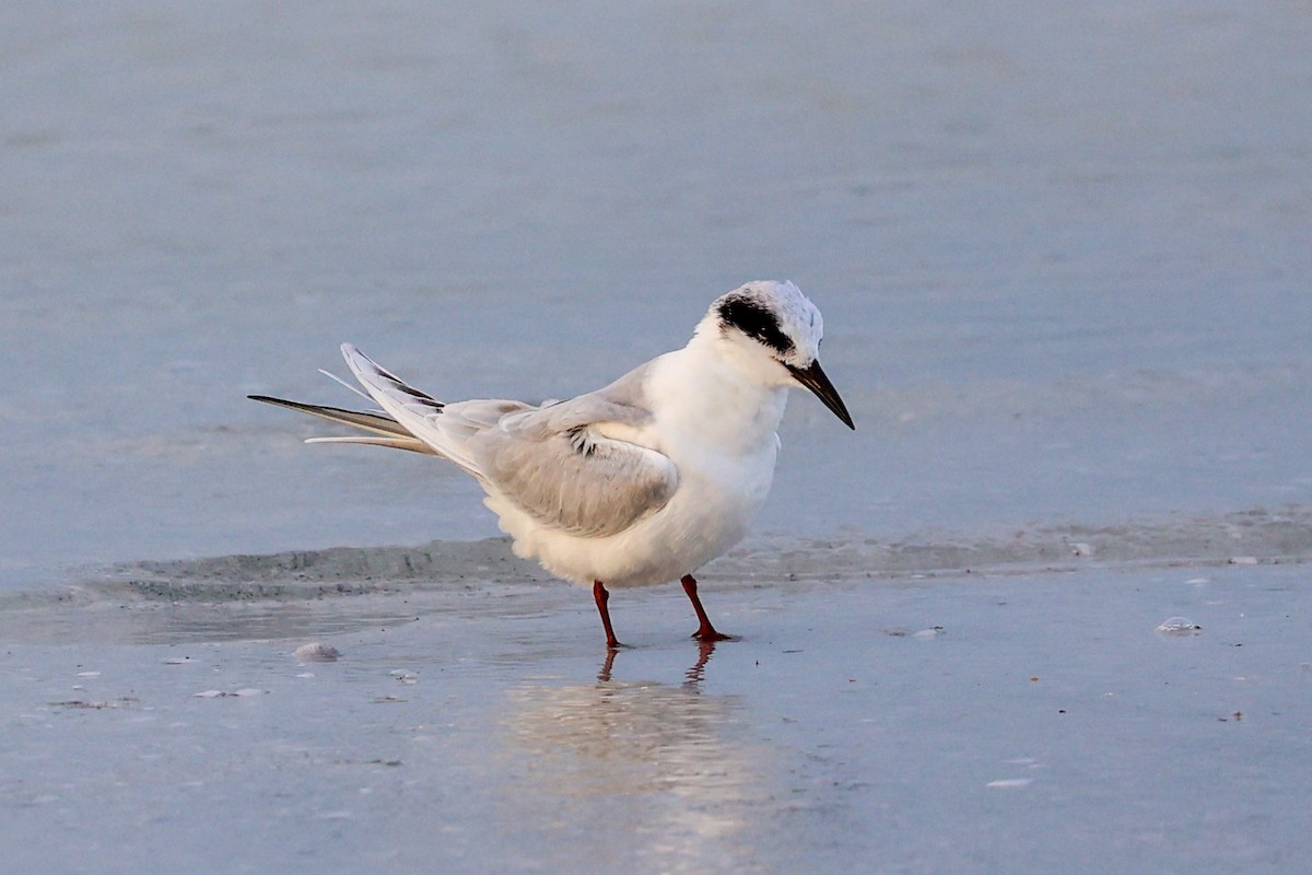 Forster's Tern - ML647445886