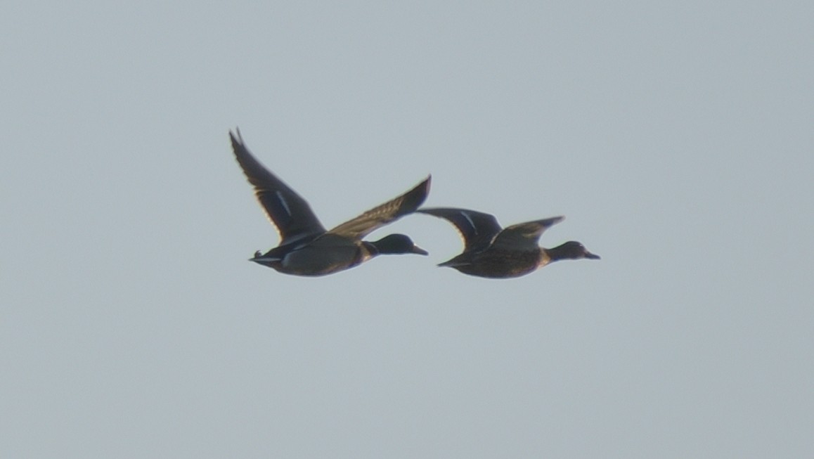 Mallard - ML647445887