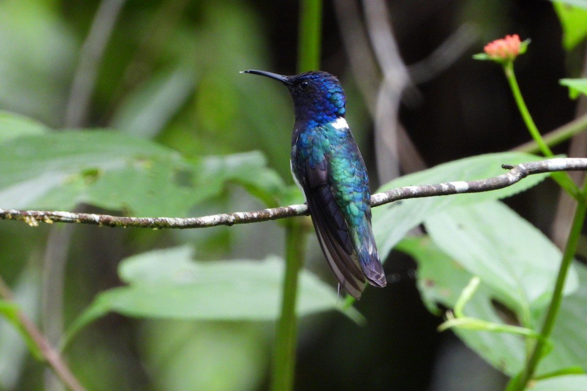 White-necked Jacobin - ML647445888