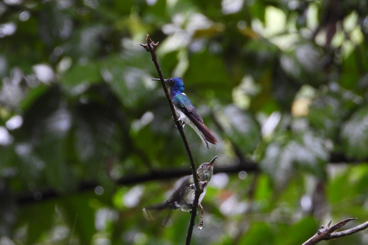 White-necked Jacobin - ML647445889