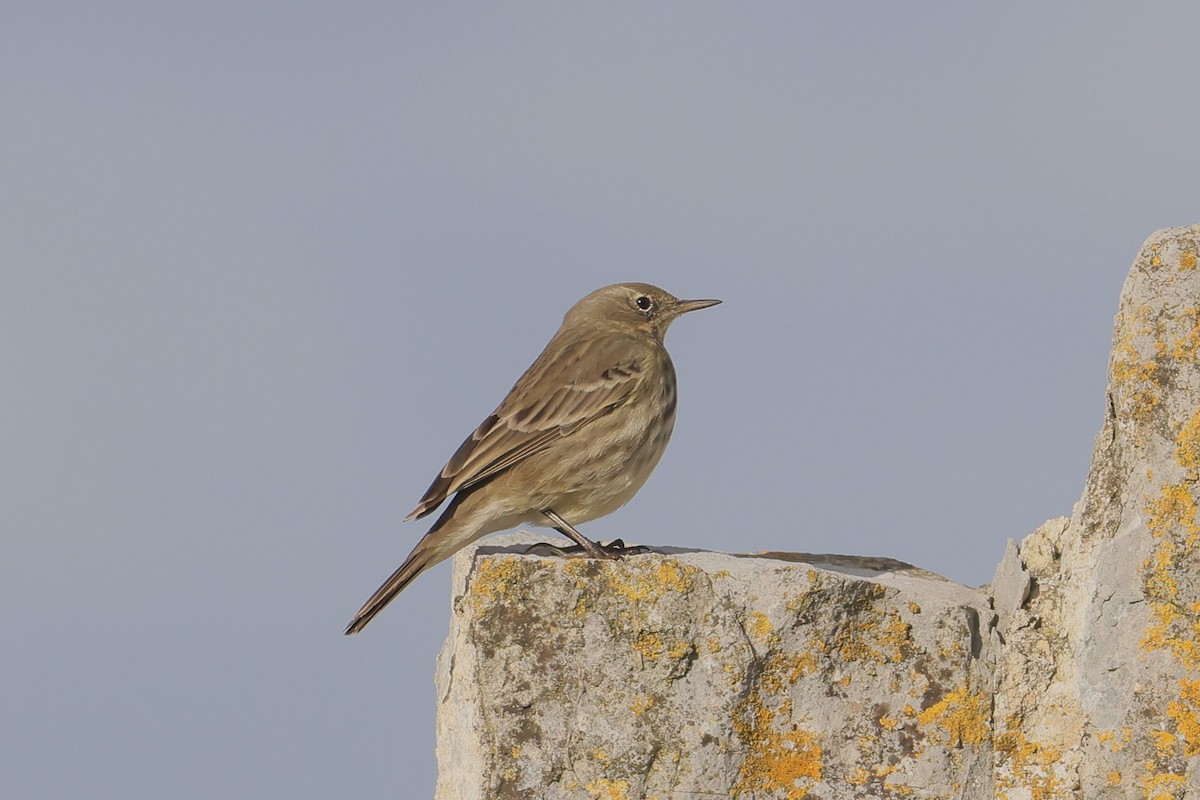 Rock Pipit - ML647445891