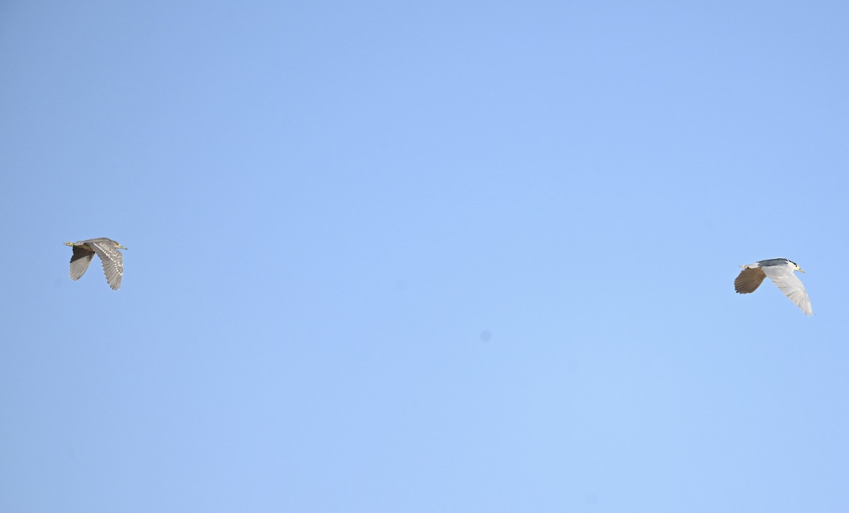 Black-crowned Night Heron - ML647445892