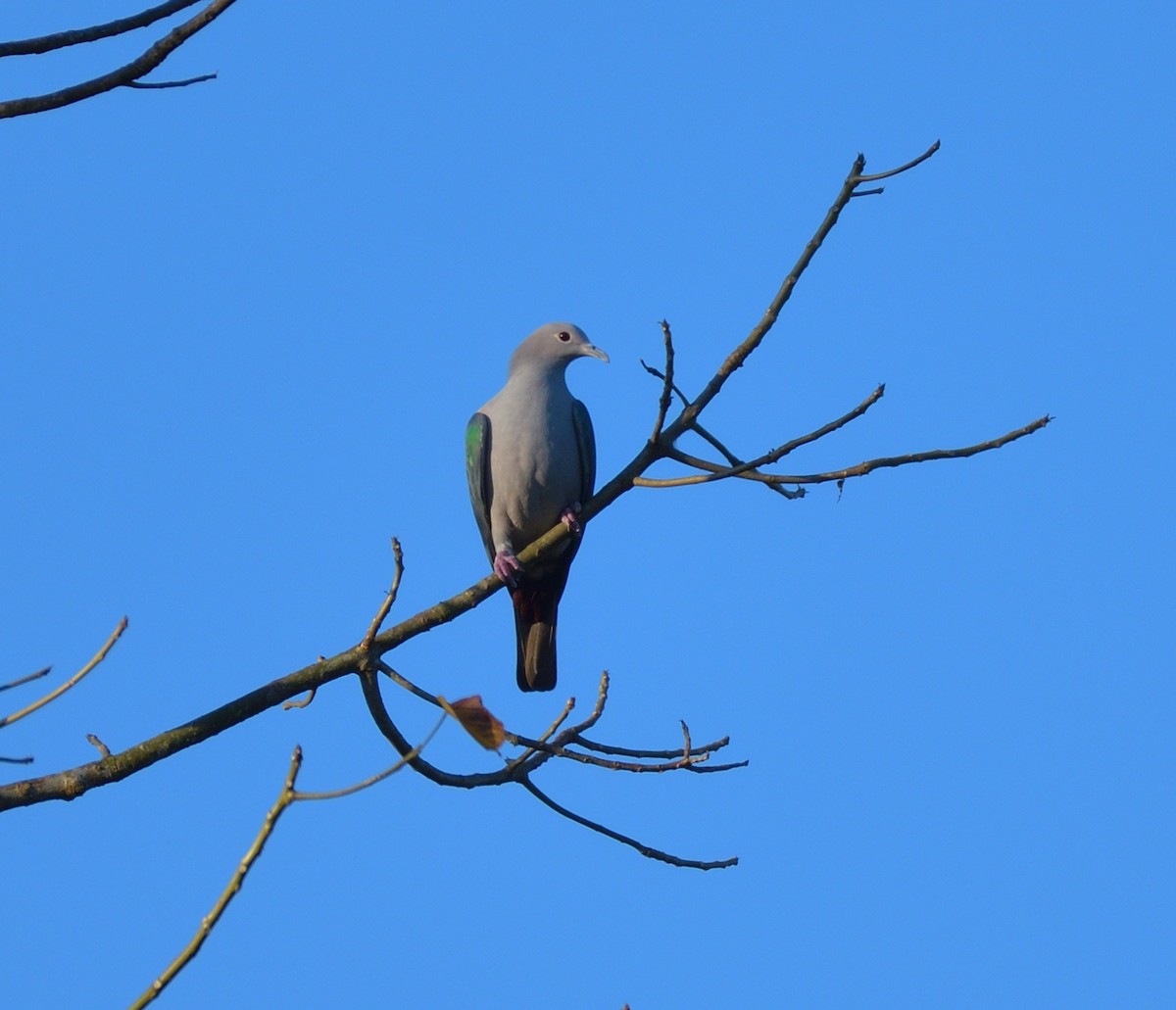 Green Imperial-Pigeon - ML647445893