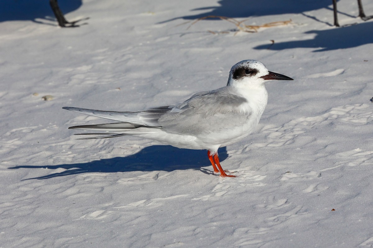Forster's Tern - ML647445895