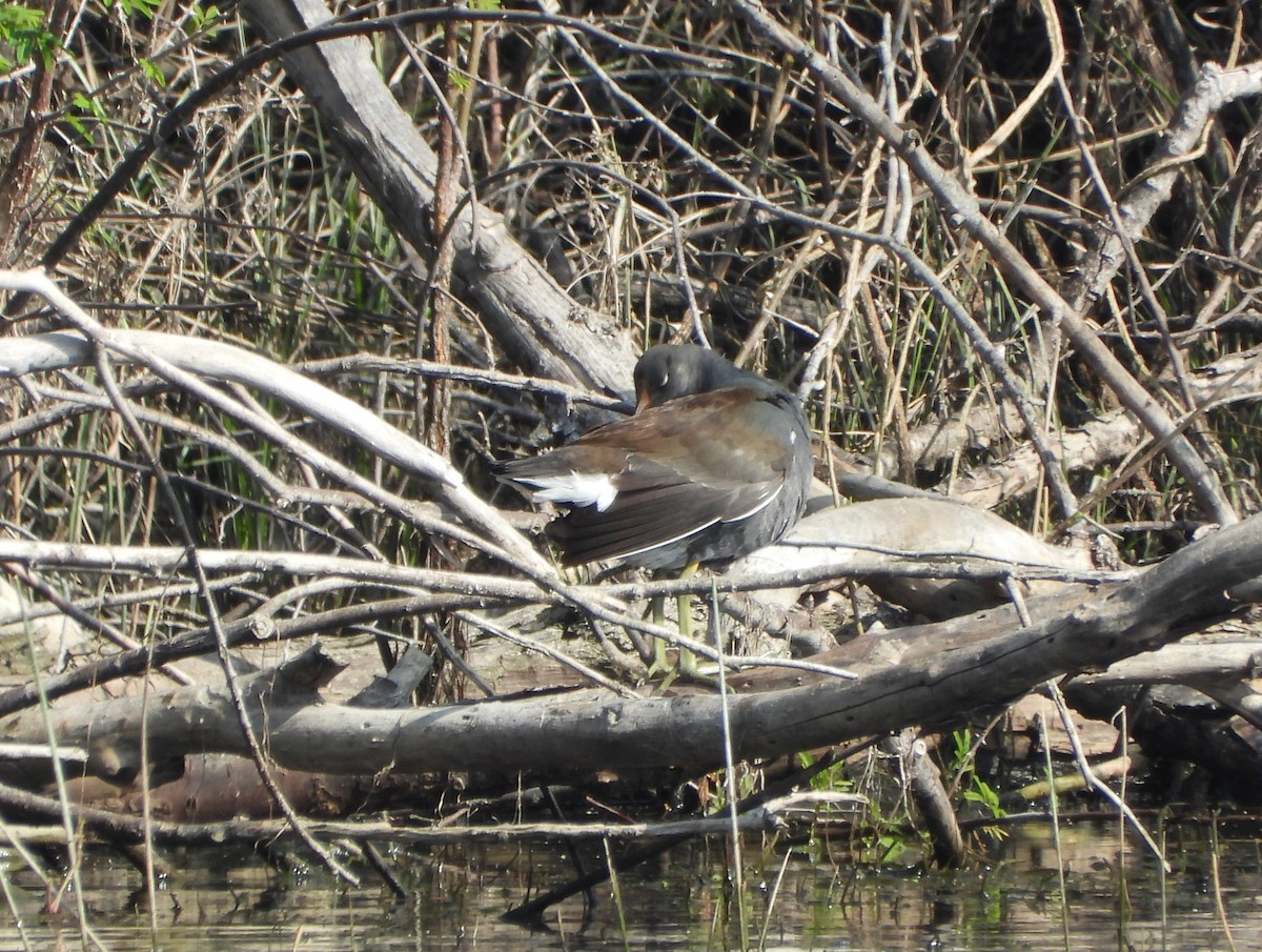 Курочка латиноамериканська [група galeata] - ML647445903