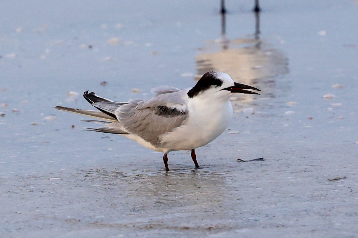 Common Tern - ML647445904