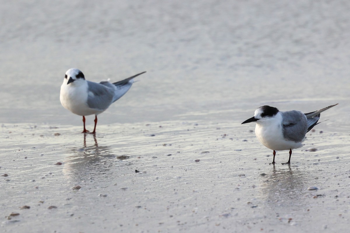 Common Tern - ML647445905